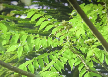 Kadi Patta Curry Leaves