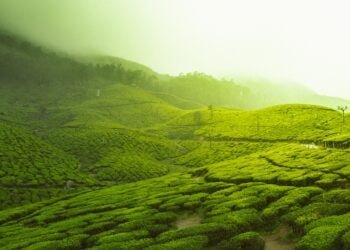 Tea Bagan