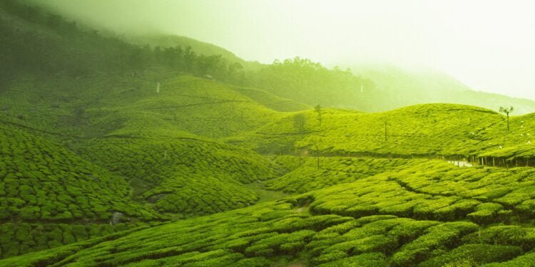 Tea Bagan