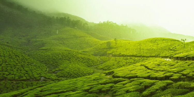 Tea Bagan | International Khabar Tea Bagan