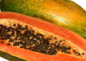 Papaya