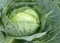 National Cabbage Day 2024