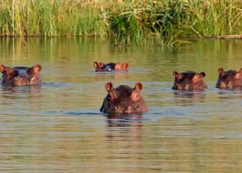 World Hippopotamus Day 2024