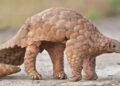 World Pangolin Day 2024 | International Khabar World Pangolin Day 2024