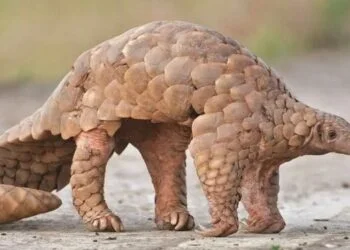 World Pangolin Day 2024