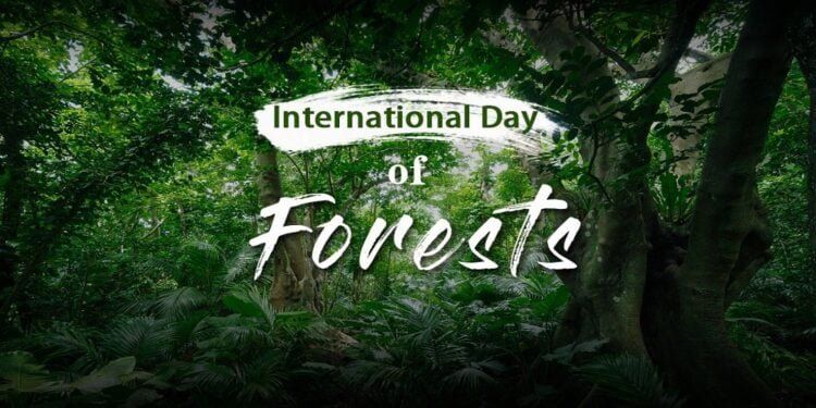 International Day of Forests | International Khabar International Day of Forests