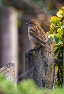 Sparrow | International Khabar Sparrow