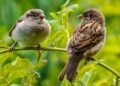 World Sparrow Day | International Khabar World Sparrow Day