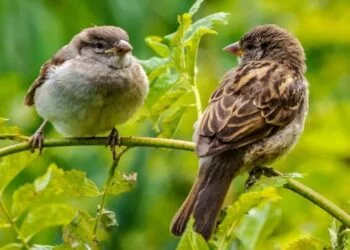 World Sparrow Day