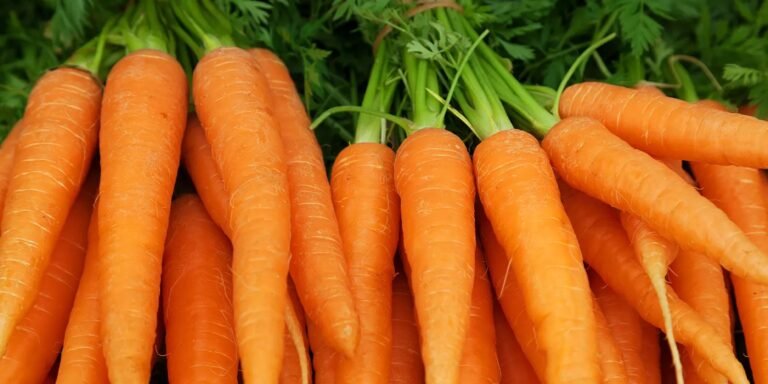 Carrot | International Khabar Carrot