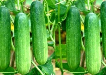 Cucumber