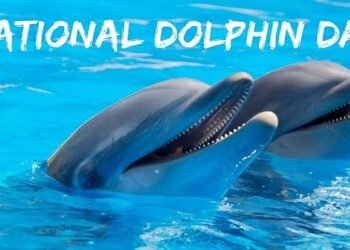 National Dolphin Day