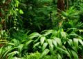 World Rainforest Day June 22 2024 | International Khabar World Rainforest Day June 22 2024
