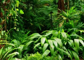 World Rainforest Day June 22 2024