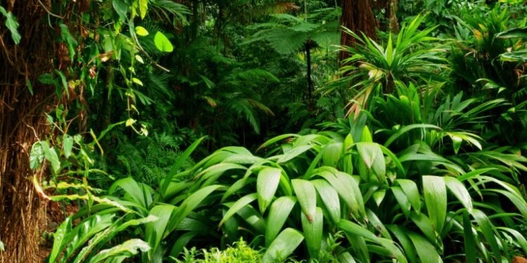 World Rainforest Day June 22 2024