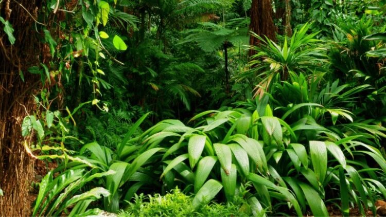 World Rainforest Day June 22 2024 | International Khabar World Rainforest Day June 22 2024