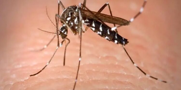 Dengue