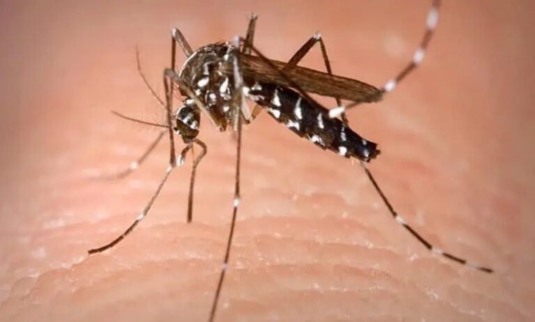 Dengue | International Khabar Dengue