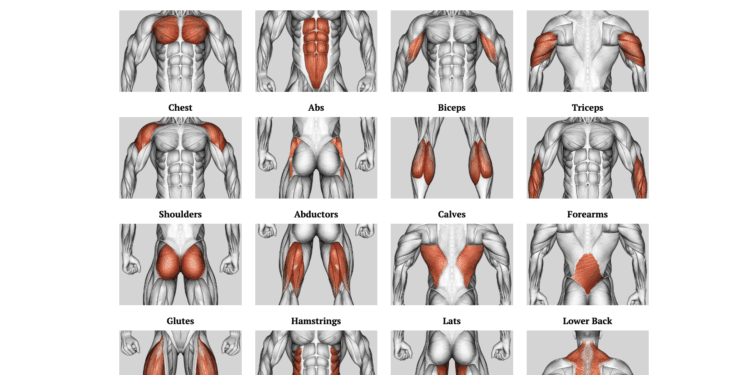 Flexxpcom | International Khabar Flexxp.com: Unlock Your Fitness Potential with the Ultimate Workout Generator