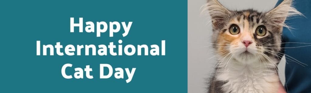 International Cat Day