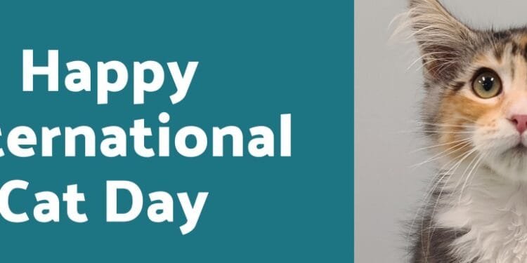 International Cat Day