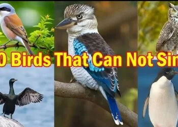 10 birds who cant sing