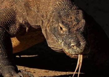 8 Fascinating Animals That Reproduce Without Mating