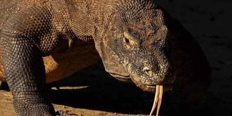 8 Fascinating Animals That Reproduce Without Mating | International Khabar 8 Fascinating Animals That Reproduce Without Mating