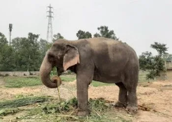 Lakshmy the last privately held elephant in Delhi in 2019 beside Yamuna Bank Photograph credit Shubhobroto Ghosh | International Khabar Lakshmy the last privately held elephant in Delhi in 2019 beside Yamuna Bank Photograph credit Shubhobroto Ghosh