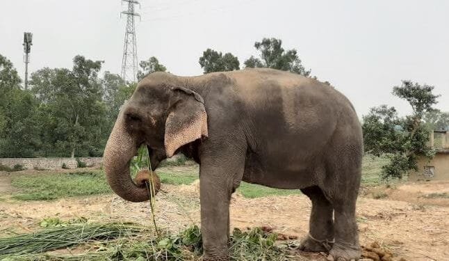 Lakshmy the last privately held elephant in Delhi in 2019 beside Yamuna Bank Photograph credit Shubhobroto Ghosh
