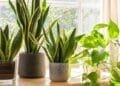 AirPurifying Plants Recommended by NASA | International Khabar Air Purifying Plants Recommended by NASA