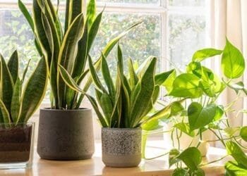 Air-Purifying Plants Recommended by NASA