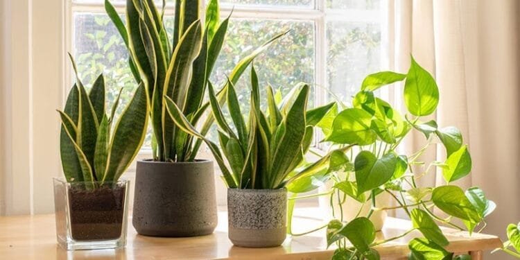 AirPurifying Plants Recommended by NASA | International Khabar Air Purifying Plants Recommended by NASA