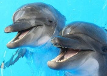 Happiest Animals in the World | International Khabar Happiest Animals in the World