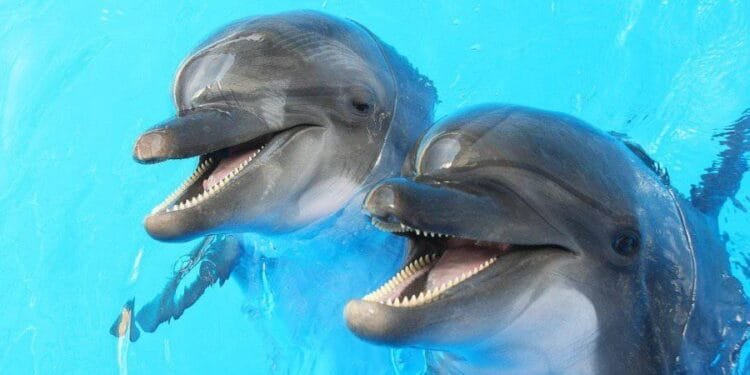Happiest Animals in the World | International Khabar Happiest Animals in the World