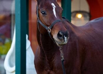 Stonex Partners with the Prestigious Umaid Bhawan Palace Cup for the 25th Jodhpur Polo Season