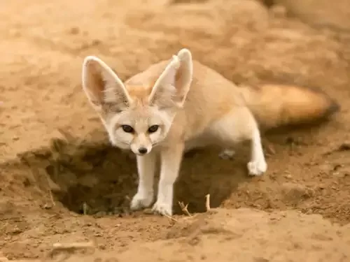 Natures Survivors 6 Animals That Dont Drink Water