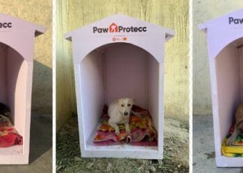 Mars Petcare and Swiggy Instamart Expand Efforts to Provide Winter Shelters for Community Dogs | International Khabar Mars Petcare and Swiggy Instamart Expand Efforts to Provide Winter Shelters for Community Dogs