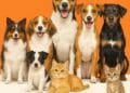 Universal Sompo Extends Insurance Coverage to Pets | International Khabar Universal Sompo Extends Insurance Coverage to Pets