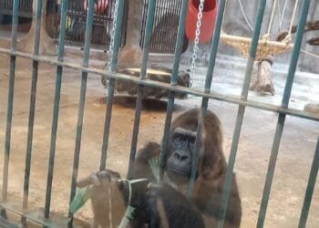 World Animal Protection Calls for Enhanced Institutionalized Protection of Animals | International Khabar World Animal Protection Calls for Enhanced Institutionalized Protection of Animals