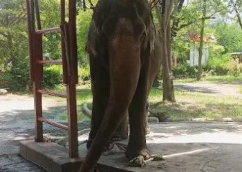 Sentient Animals Like Elephants Deserve More Respect, says New Study by World Animal Protection