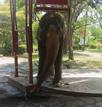 Sentient Animals Like Elephants Deserve More Respect says New Study by World Animal Protection | International Khabar Sentient Animals Like Elephants Deserve More Respect, says New Study by World Animal Protection