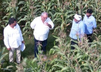 ICAR–IIMR and Gourmet Popcornica Collaboration Paves the Way for an Aatmanirbhar Popcorn Maize Ecosystem