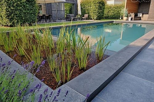 EcoScapes Landscaping Collaborates with Fluidra India to Source Premium Bio Swimming Pool Systems and Materials | International Khabar EcoScapes Landscaping Collaborates with Fluidra India to Source Premium Bio Swimming Pool Systems and Materials