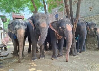 Humane Treatment for All Animals is the Call of the Hour says World Animal Protection | International Khabar Humane Treatment for All Animals is the Call of the Hour, says World Animal Protection