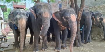 Humane Treatment for All Animals is the Call of the Hour says World Animal Protection | International Khabar Humane Treatment for All Animals is the Call of the Hour, says World Animal Protection