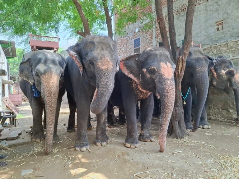 Humane Treatment for All Animals is the Call of the Hour says World Animal Protection | International Khabar